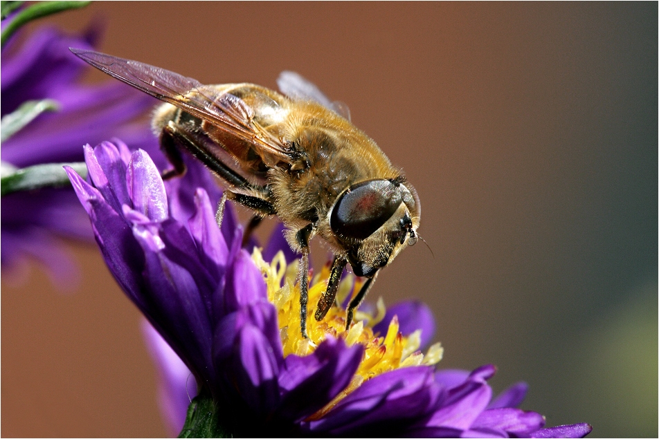 Bienchen