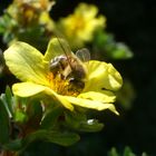 Bienchen