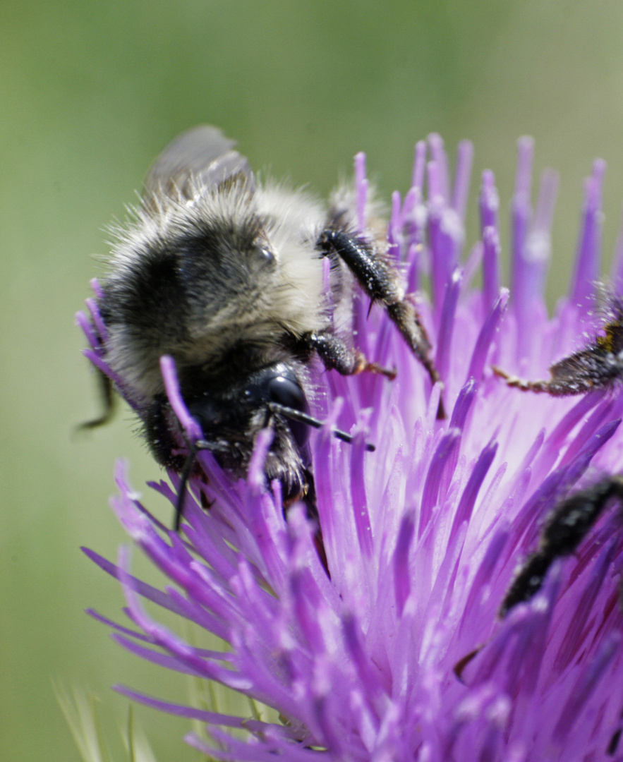 Bienchen