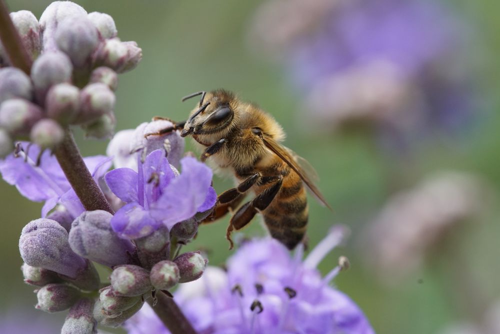 Bienchen