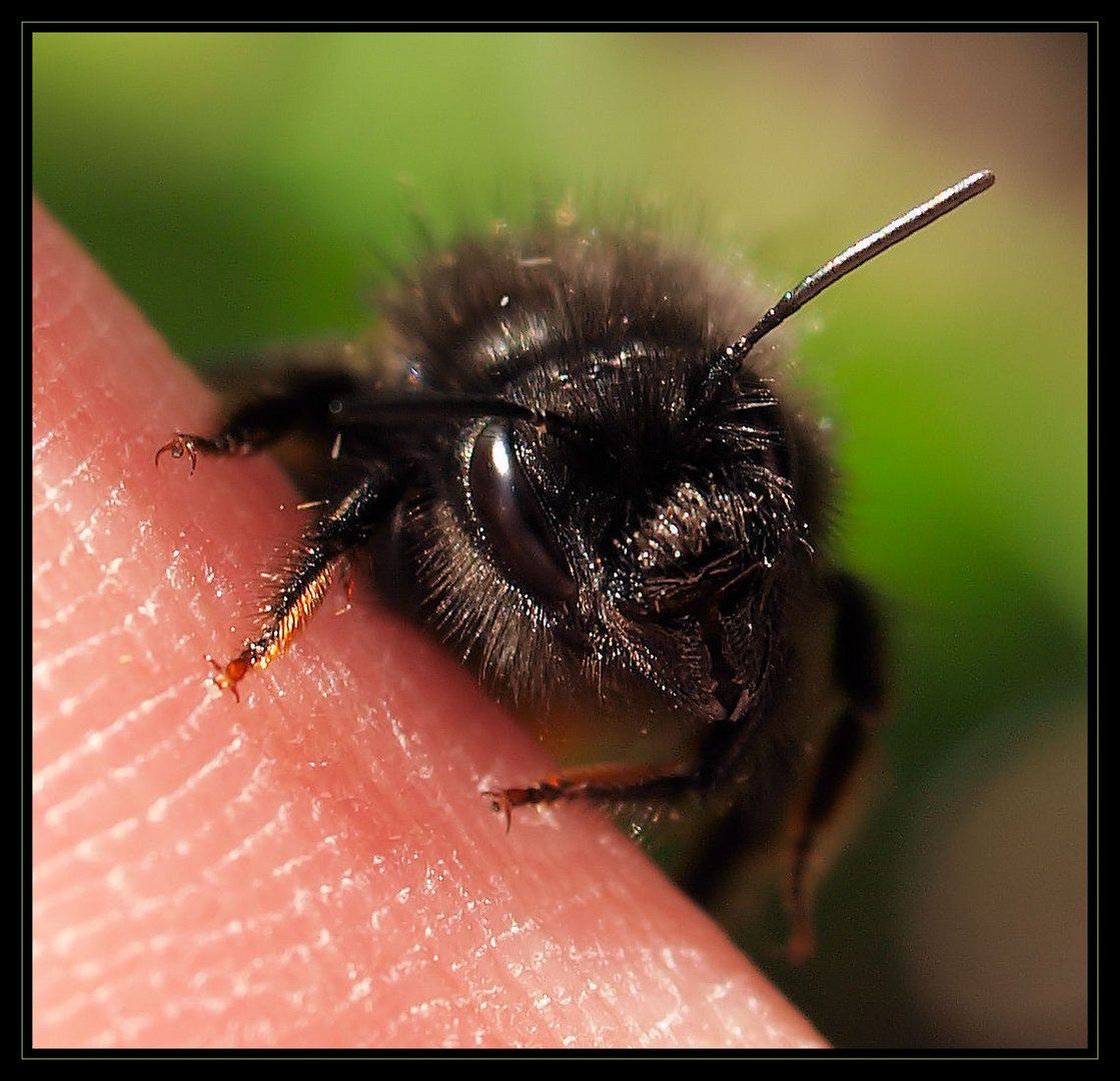 Bienchen