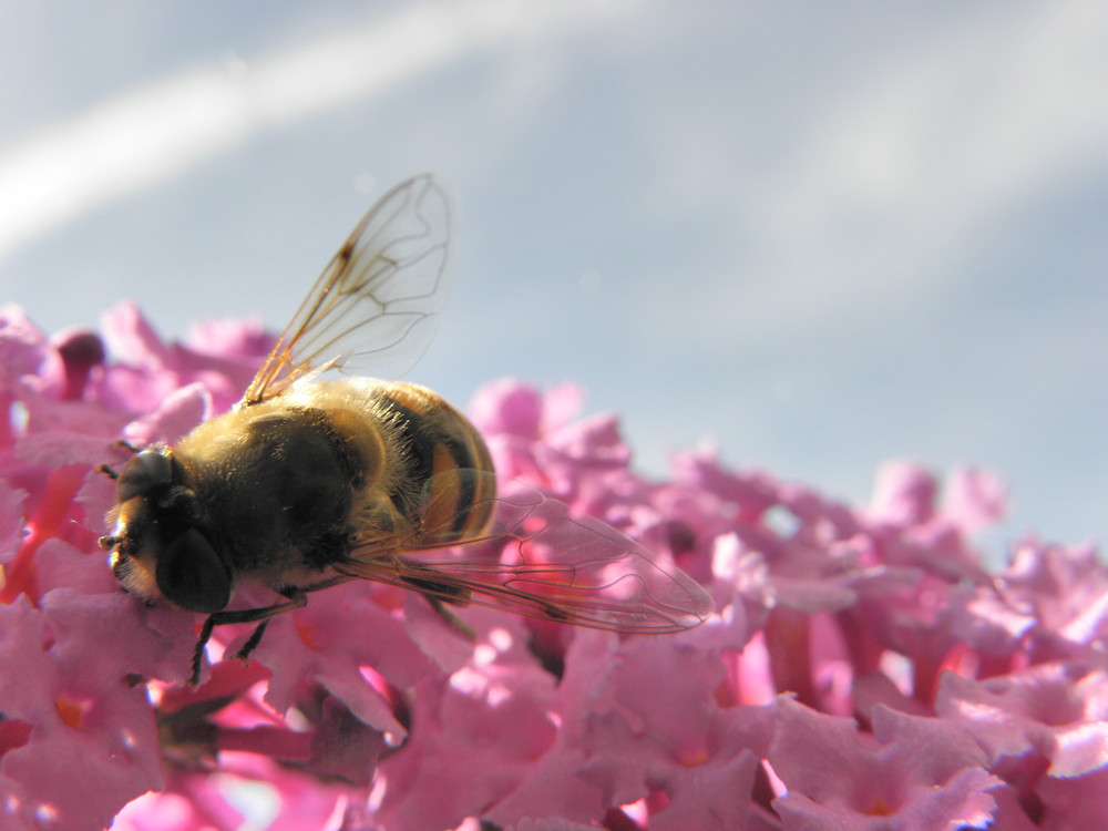 Bienchen