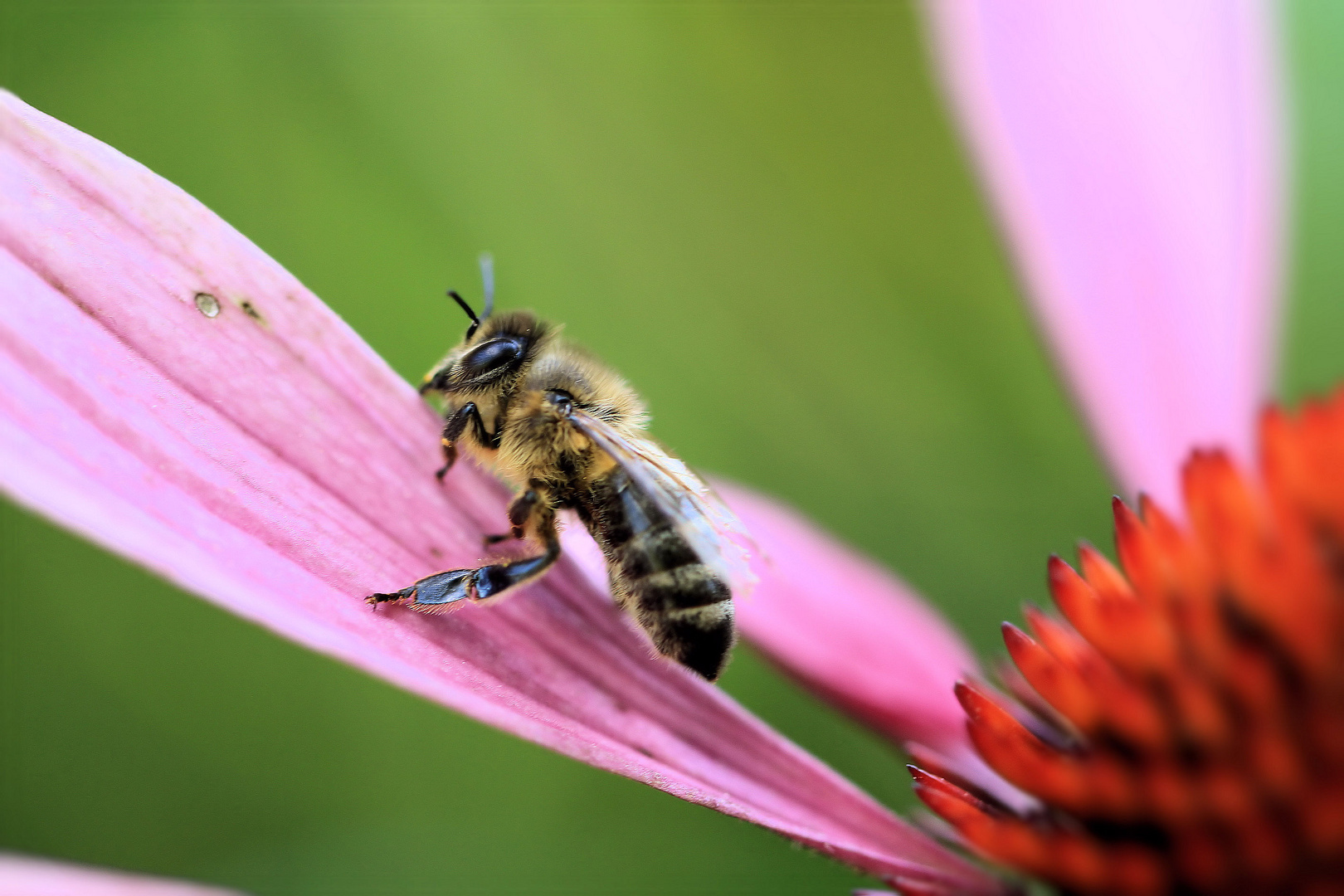 Bienchen