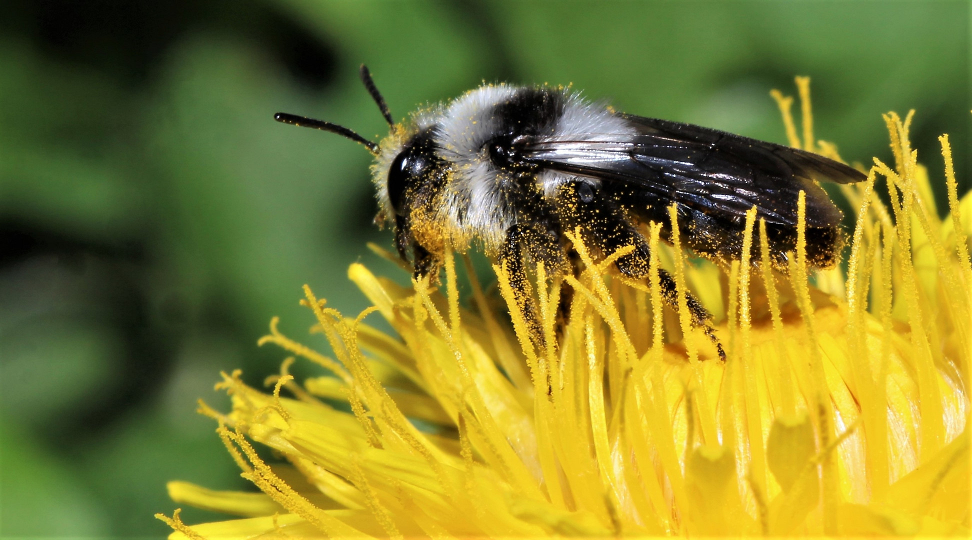 Bienchen