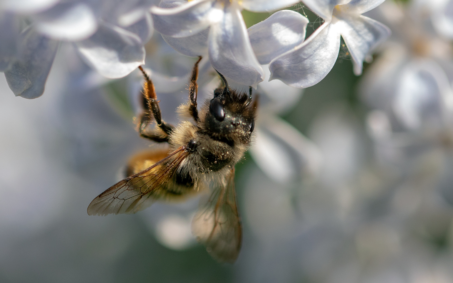 Bienchen