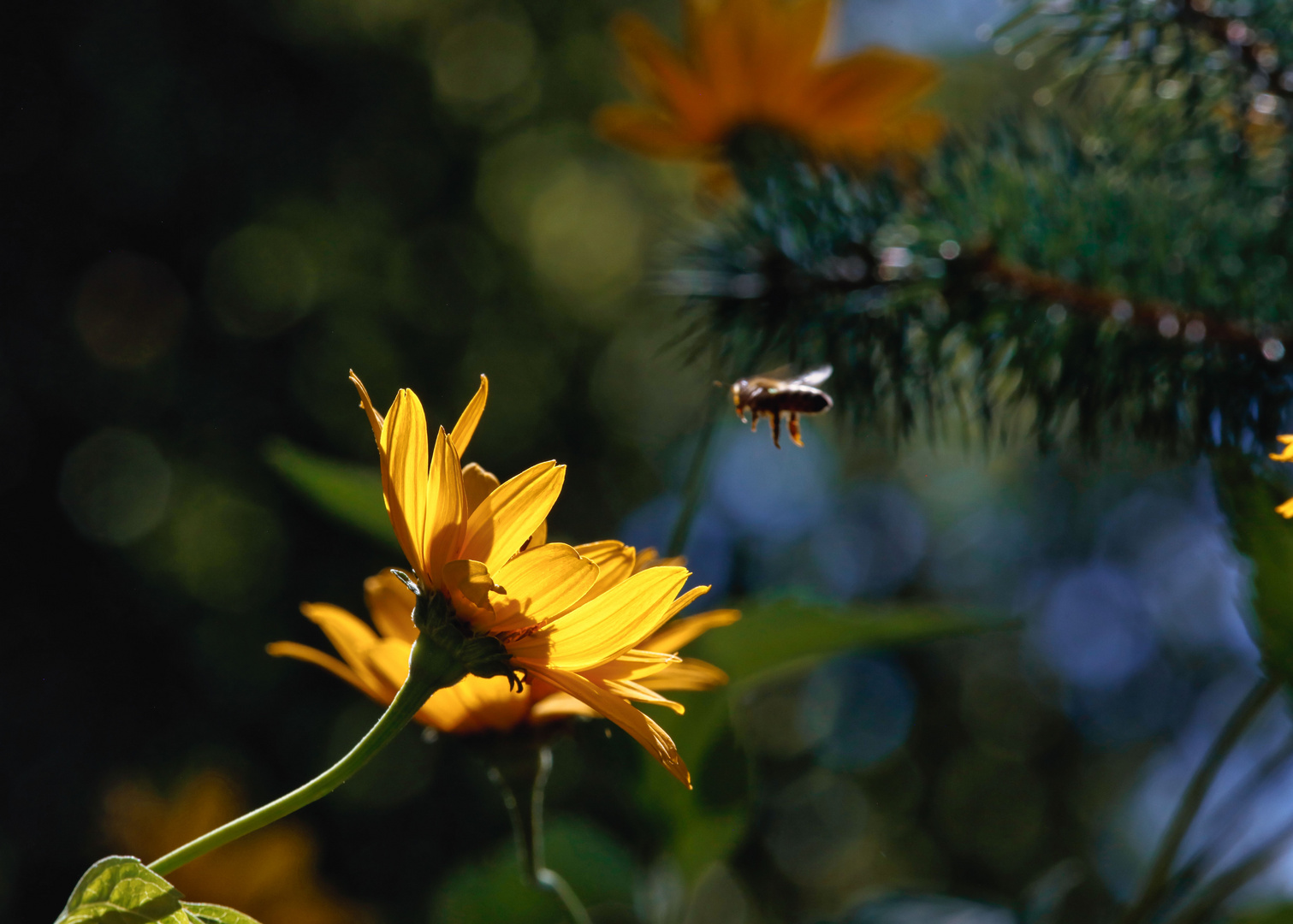 Bienchen