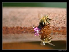 Bienchen