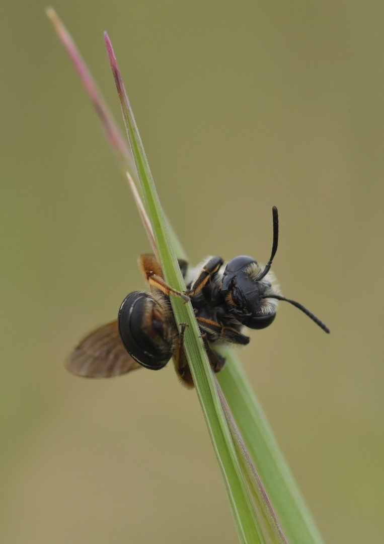 Bienchen