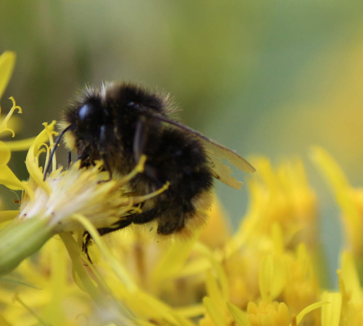 Bienchen