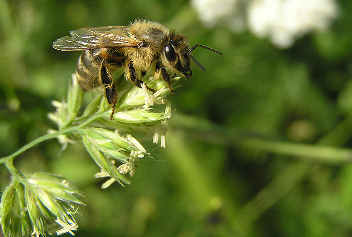 Bienchen...