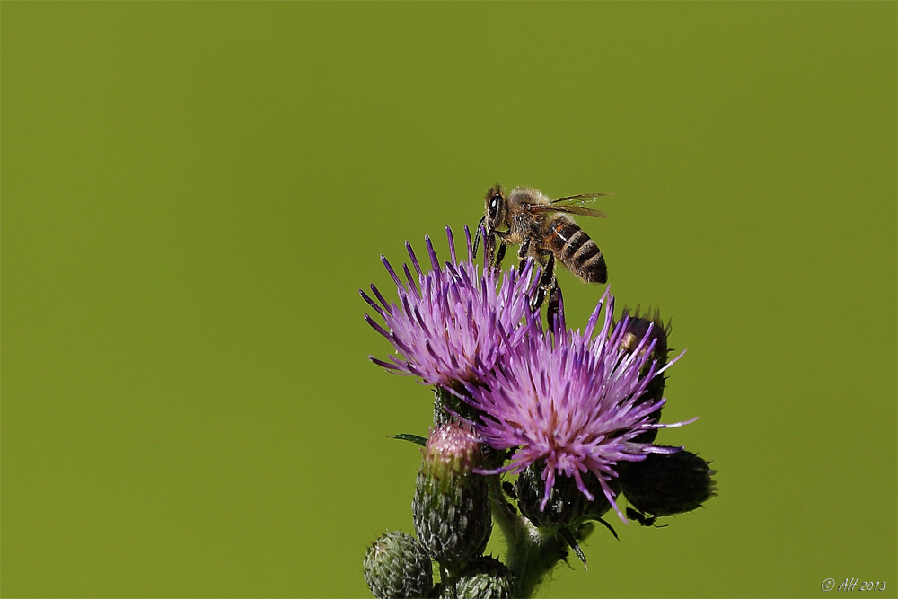 Bienchen