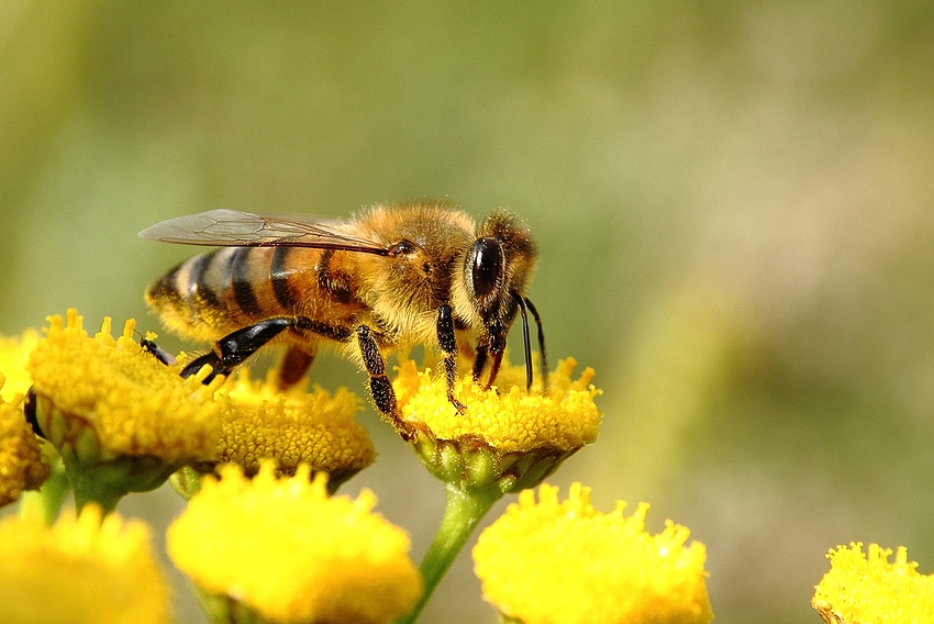 Bienchen