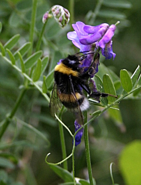 Bienchen