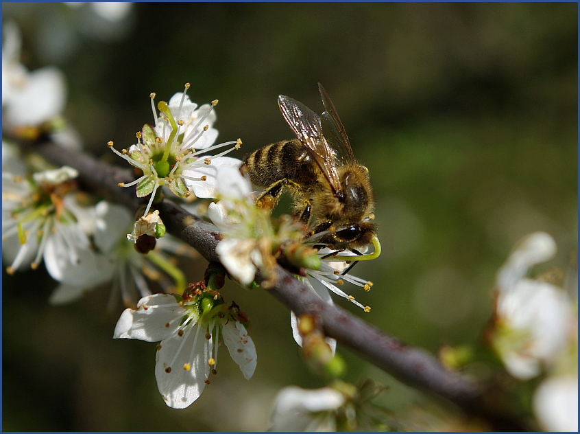 Bienchen