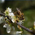 Bienchen