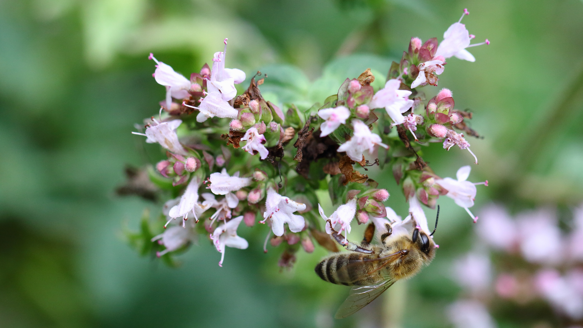 Bienchen