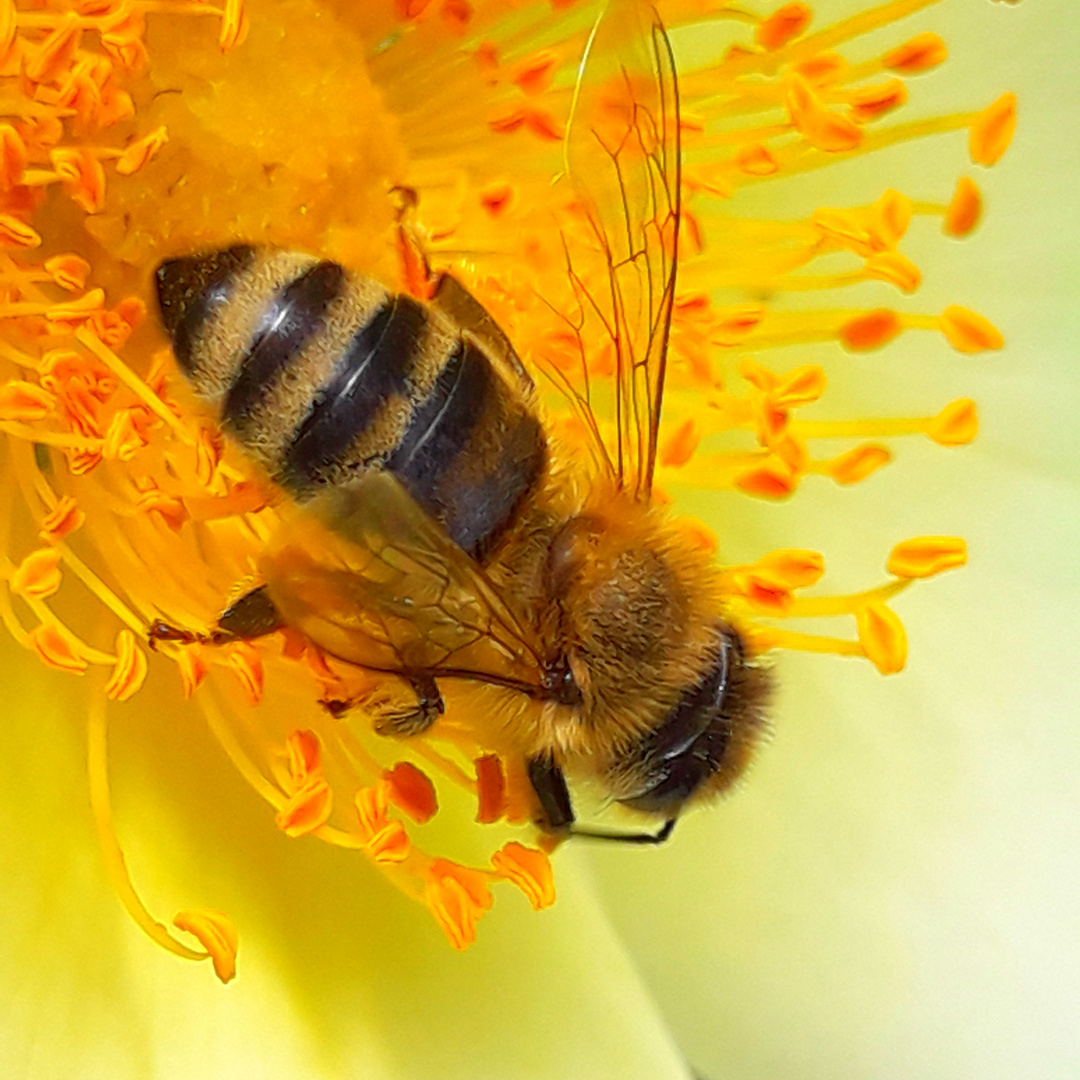 Bienchen