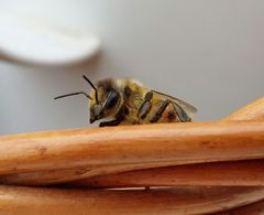 Bienchen