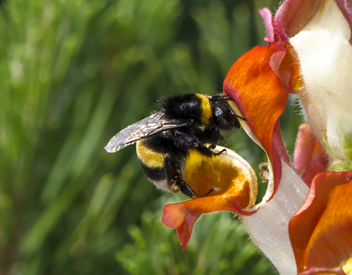 Bienchen