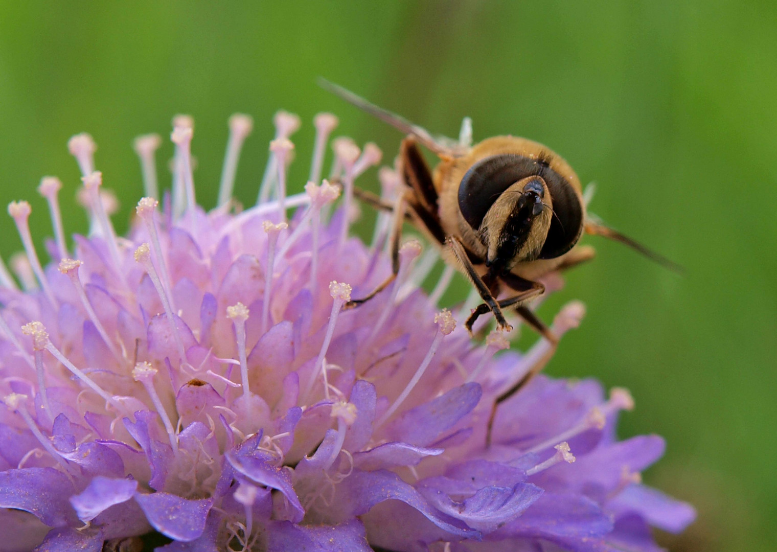 Bienchen