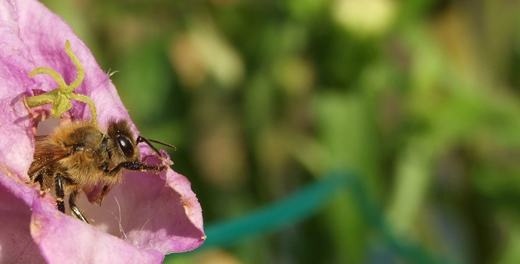 Bienchen