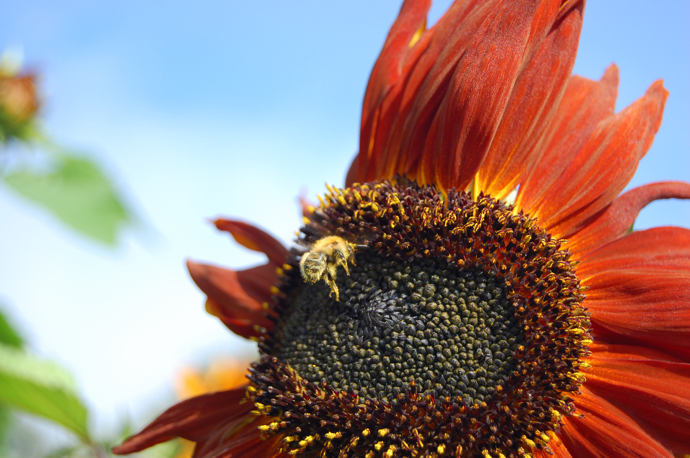 Bienchen