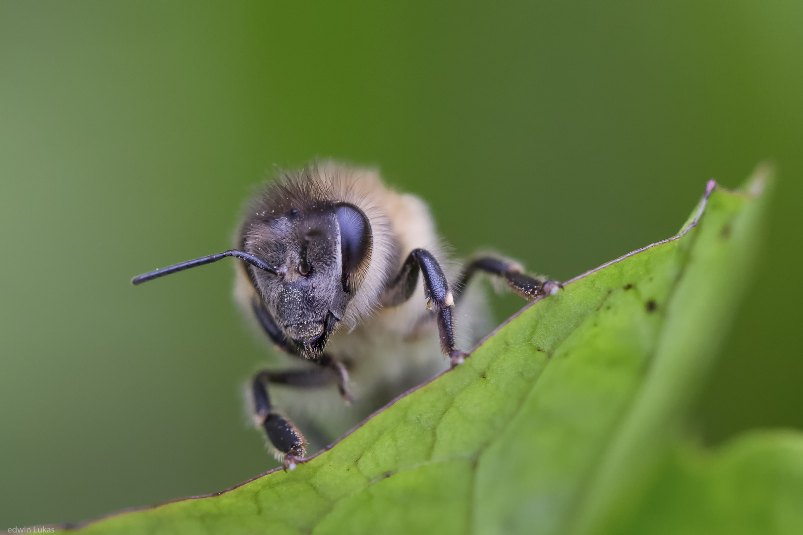 Bienchen