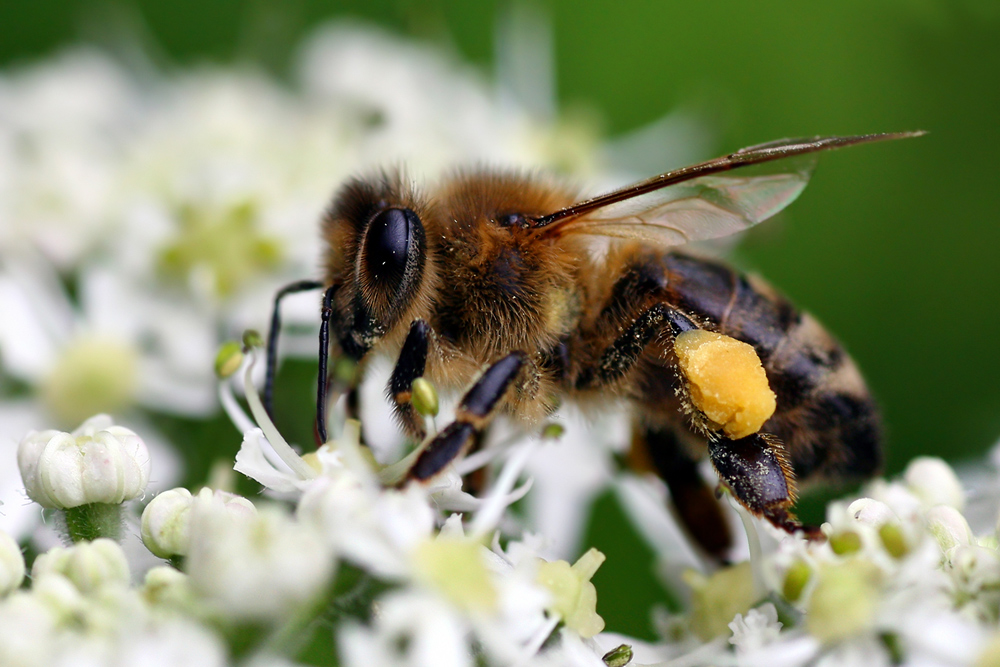 Bienchen