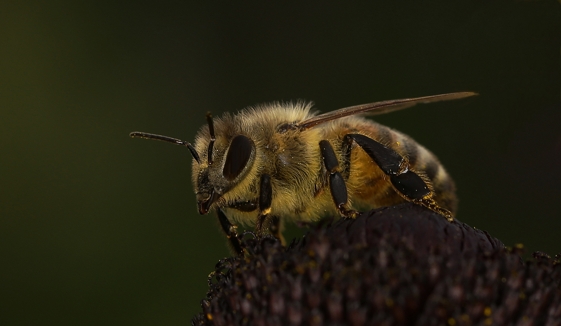 Bienchen... 