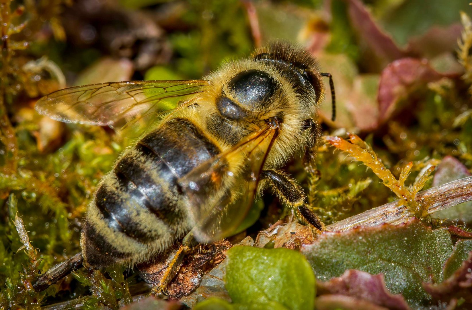 "BIENCHEN"