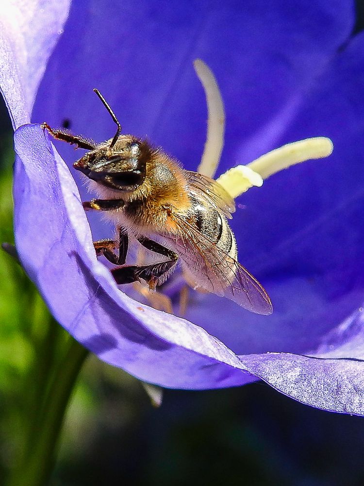 Bienchen