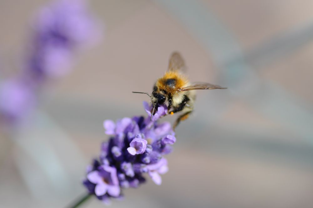 Bienchen von DarthD 