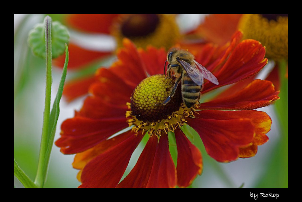 Bienchen