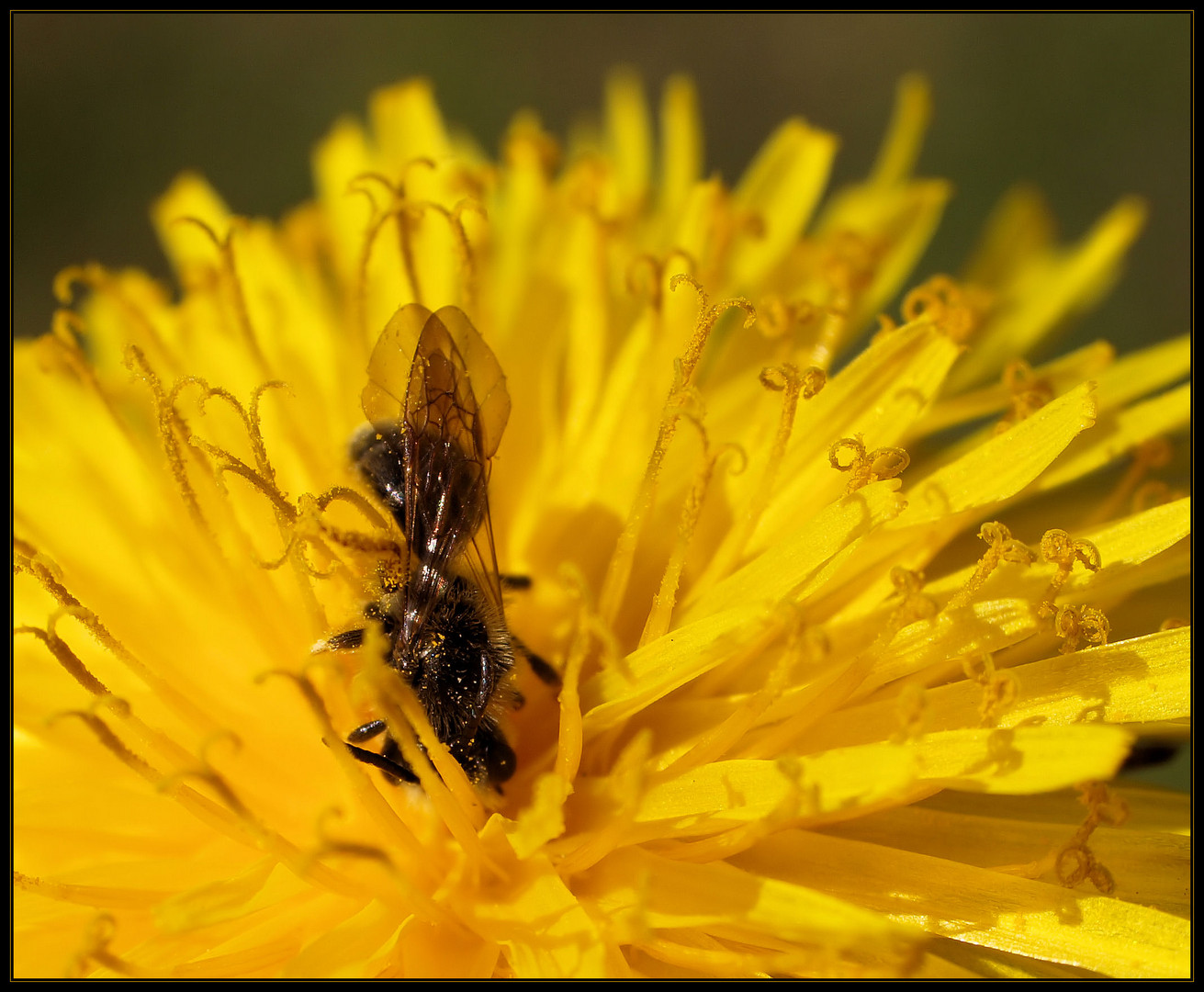 Bienchen...