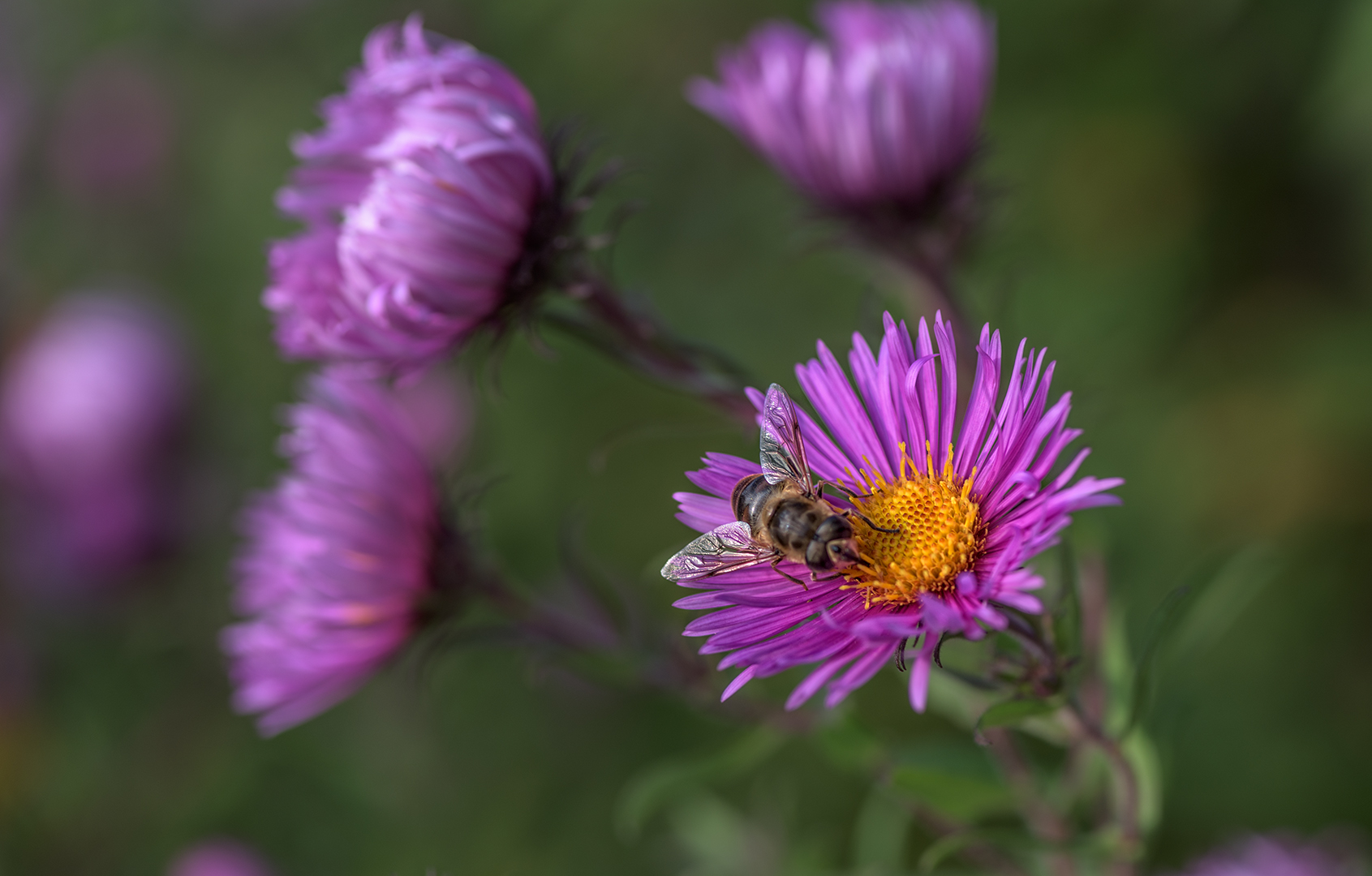 Bienchen