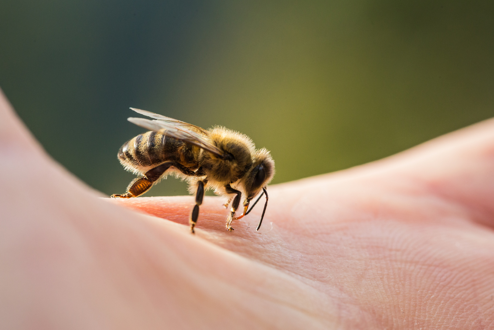 Bienchen