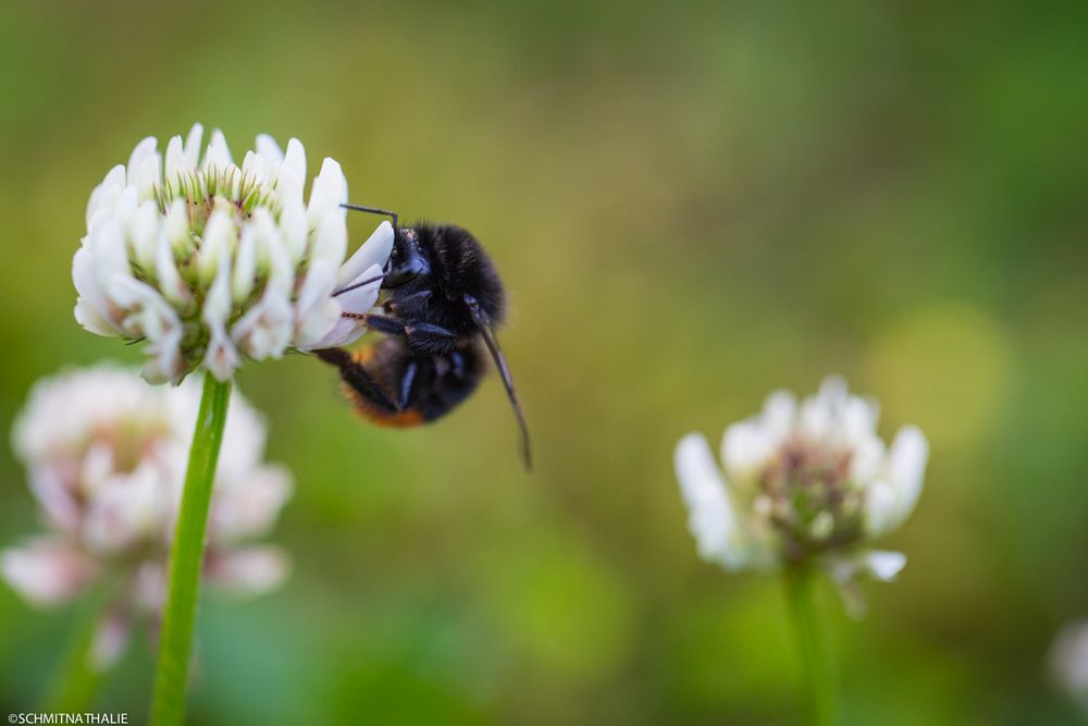 Bienchen