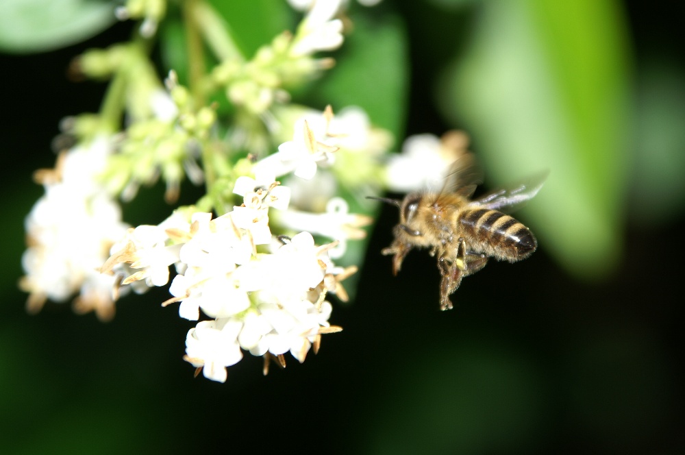 Bienchen