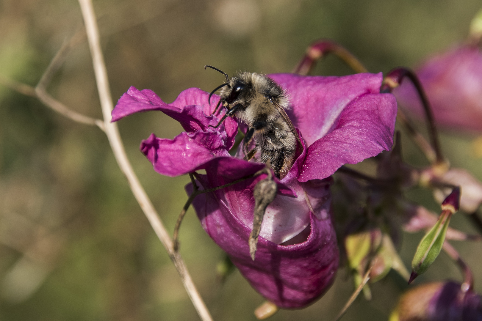 Bienchen 