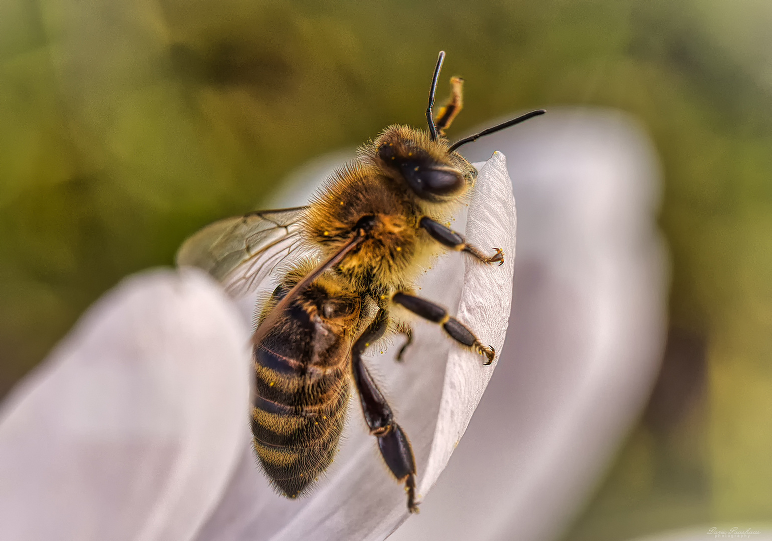 Bienchen...