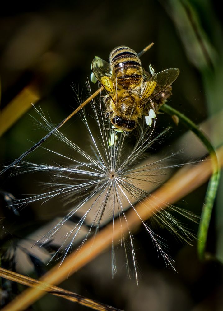 Bienchen