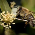 bienchen