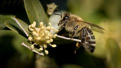 bienchen