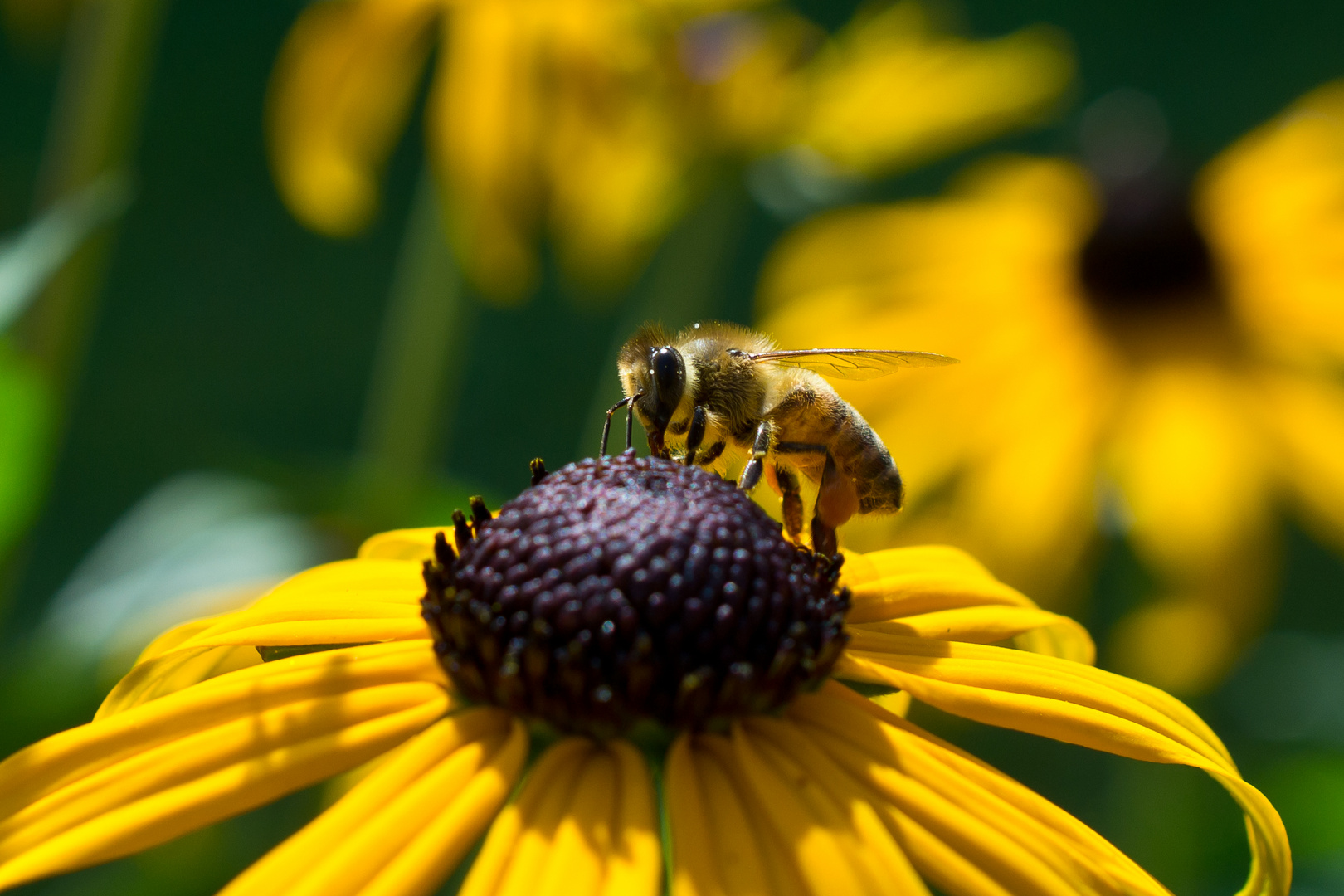 Bienchen