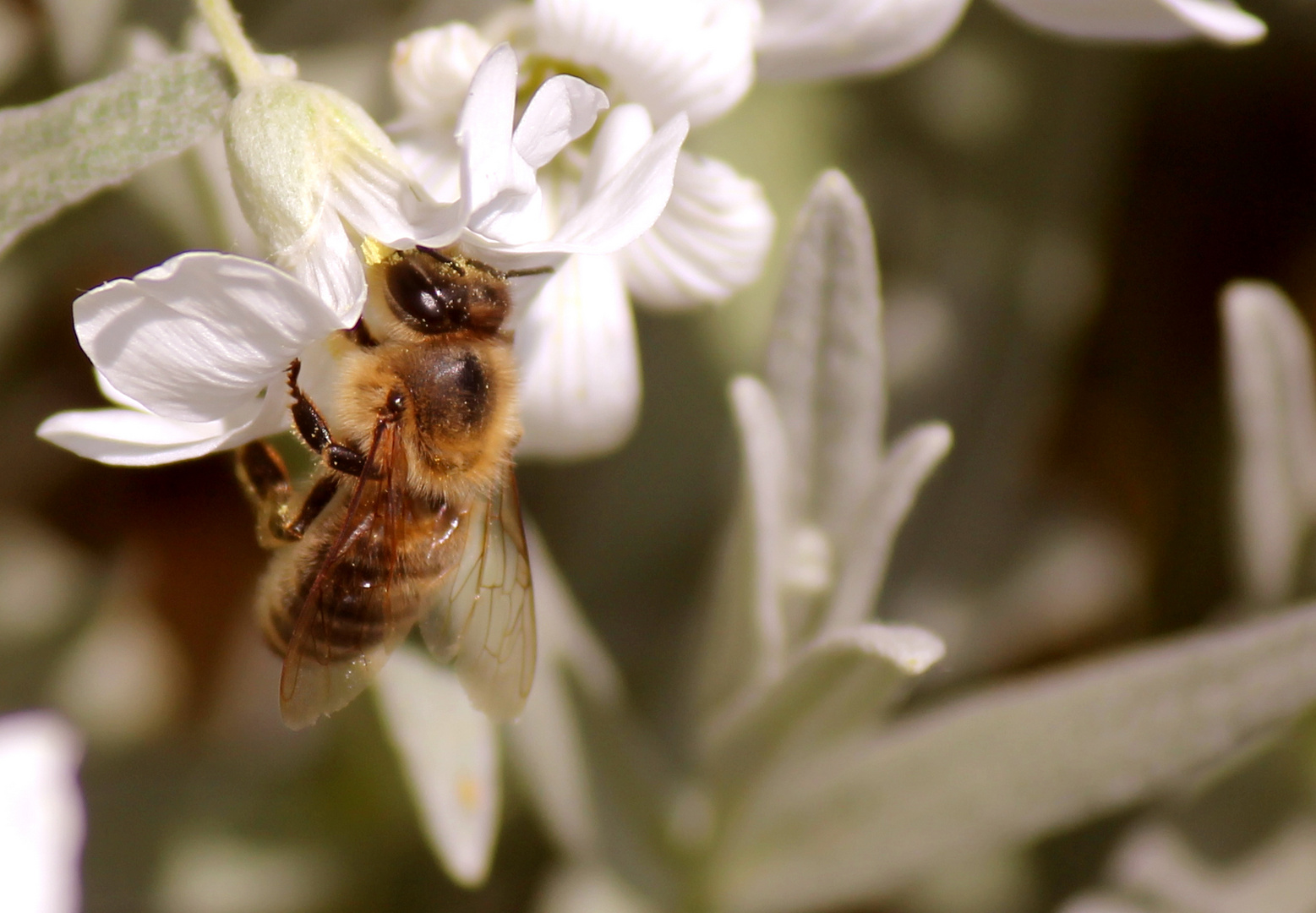 Bienchen