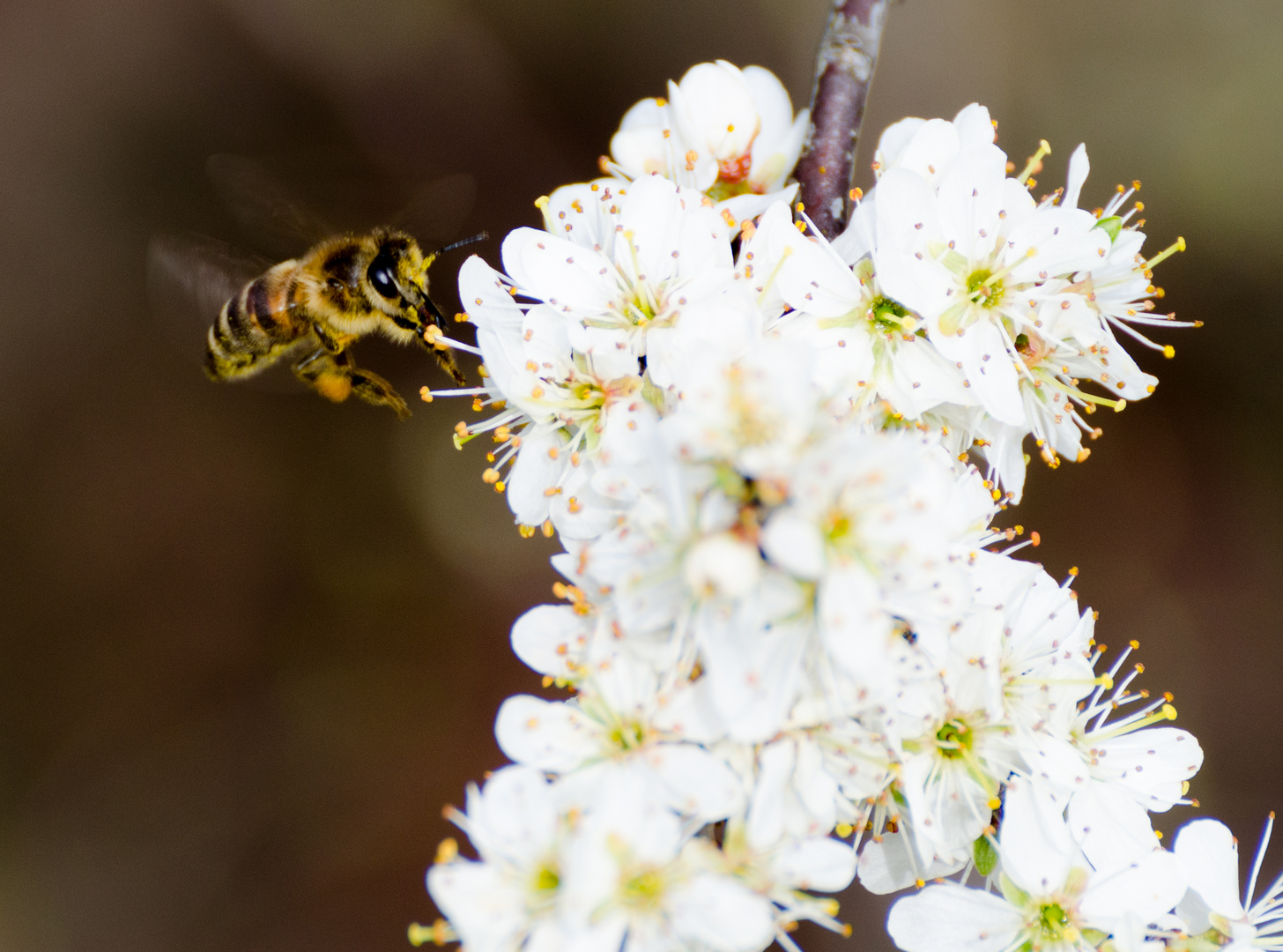 Bienchen