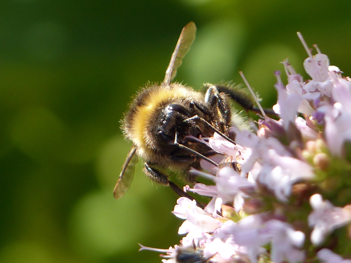 Bienchen