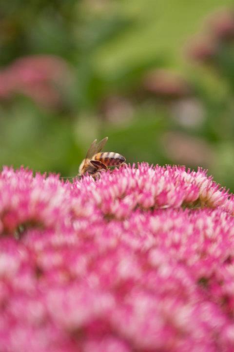 Bienchen