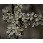 Bienchen