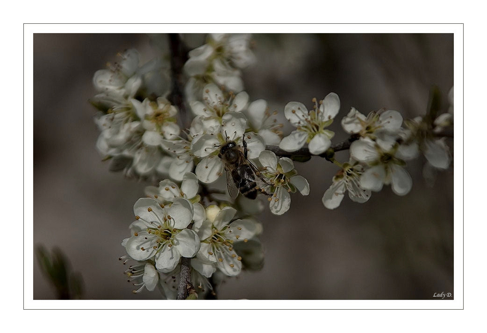 Bienchen